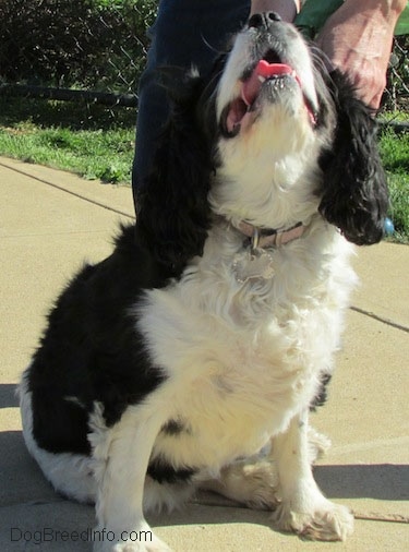 Annie the Cavalier King Charles Spaniel is sitting and looking up at the person behind him