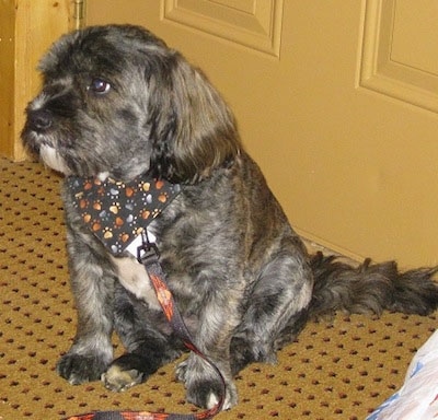 Pepper the Cavestie is wearing a bandana and is sitting in front of a door with a leash connected to his collar