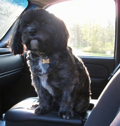 Pepper the Cavestie is sitting in the passenger side of a vehicle and looking out of the driver side window