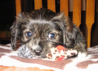 Close Up head shot - Pepper the Cavestie as a puppy laying on a bed