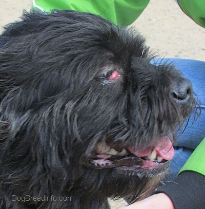 Left Profile - Onyx the Terrier Mix sitting outside with its mouth open and a bulging red bubble coming from the corner of his eye