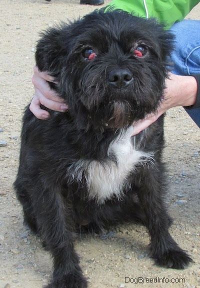 Onyx the Terrier mix sitting outside in dirt and a person is holding its body. Onyx has red bulges coming from the corners of his brown eyes