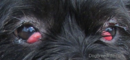 Close Up - Onyx the Terrier's brown eyes with red bulges coming from the inside corners