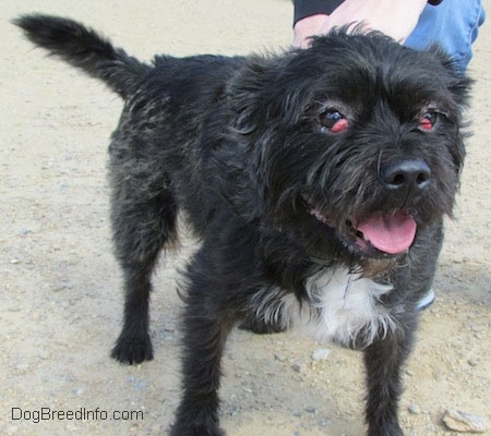 Onyx the black and white Terrier mix standing outside in the dirt with red bulges coming from the corner of his brown eyes