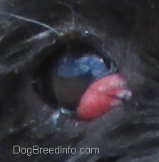 Close Up - dog's brown eye with a red bulging pocket in the inside corner