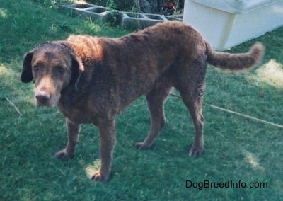 Val the Chesapeake Bay Retriever is standing in grass and looking to the left