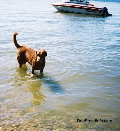 Val the Chesapeake Bay Retriever is at the edge of the water