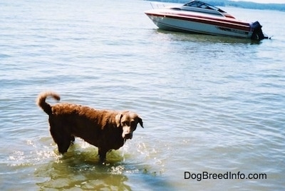 Val the Chesapeake Bay Retriever is standing in a body of water there is a motor boat behind it
