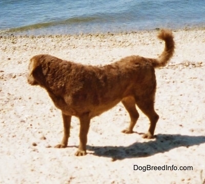 Val the Chesapeake Bay Retriever is standing on a beach and looking at the body of water behind it
