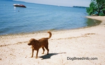Val the Chesapeake Bay Retriever is standing beachside and there is a boat in the water