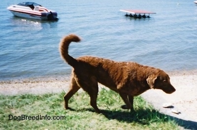 Val the Chesapeake Bay Retriever is walking in grass that is near the water.