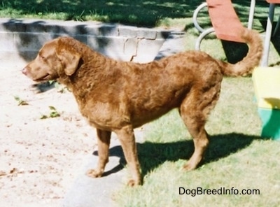 Val the Chesapeake Bay Retriever is standing at the edge of a very empty pool
