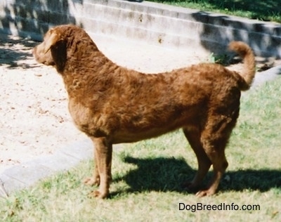 Val the Chesapeake Bay Retriever is standing near a wall that leads to the sand