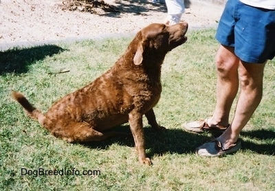 Val the Chesapeake Bay Retriever is sitting in front of a person in shorts