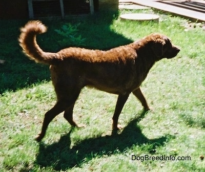 Val the Chesapeake Bay Retriever is walking across a lawn