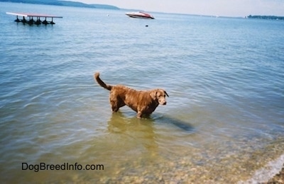 Val the Chesapeake Bay Retriever is standing in large body of water that is about halfway up her body and there is a speed boat speeding in the background.