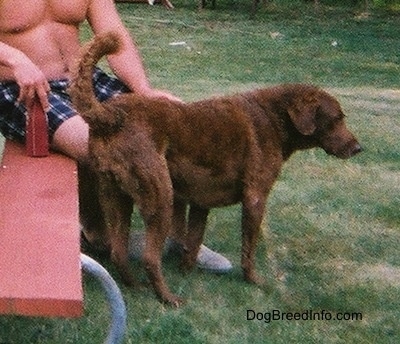 Val the Chesapeake Bay Retriever is standing in front of a bench, which has a shirtless man on it.
