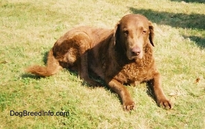 Val the Chesapeake Bay Retriever is laying outside in a field