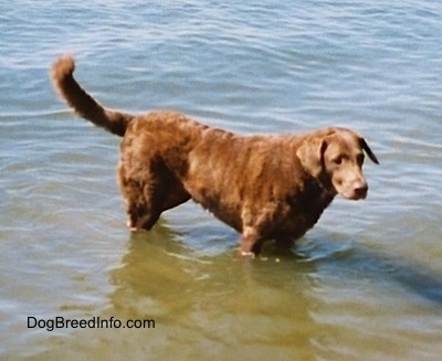 Val the Chesapeake Bay Retriever is standing in a body of water