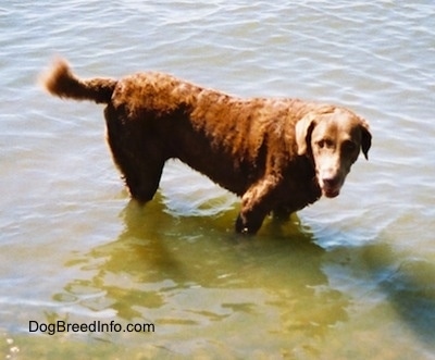 Val the Chesapeake Bay Retriever is standing in a body of water. Its mouth is open and its tongue is out