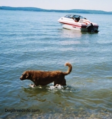 Val the Chesapeake Bay Retriever is walking through a body of water and there is a motor boat behind them