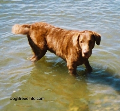 Val the Chesapeake Bay Retriever is looking around in a body of water