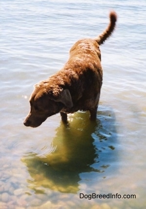 Val the Chesapeake Bay Retriever is standing in a shallow part of the water