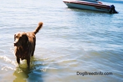 Val the Chesapeake Bay Retriever is running out of the water