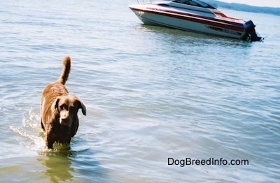 Val the Chesapeake Bay Retriever is splashing around in a body of water. There is a motor boat behind it