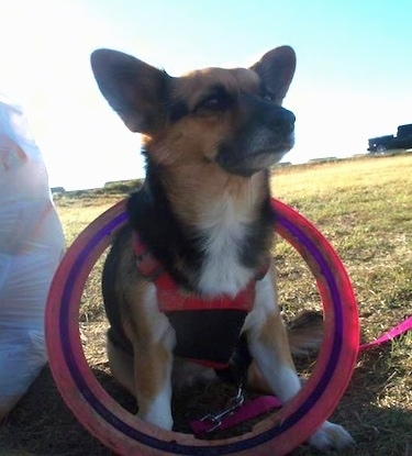 Crash the Chigi sitting next to a white trash bag filled with plastic bottles with a hollow frisbee placed around his body