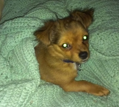 Logan the brown long-hair Chihuahua puppy is laying in and covered up by a mint green crocheted blanket