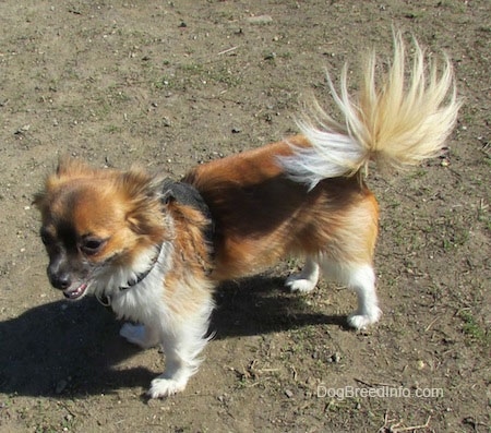 Marley the brown, black and white longhaired Chihuahua is standing outside on dirt and looking to the right