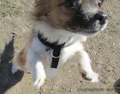 Close Up - Marley the brown, black and white longhaired Chihuahua is standing on its hind legs towards the camera holder
