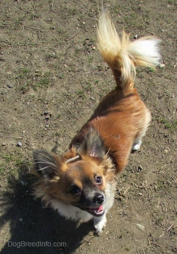 Marley the brown, black and white longhaired Chihuahua is standing on dirt and looking up at the camera holder