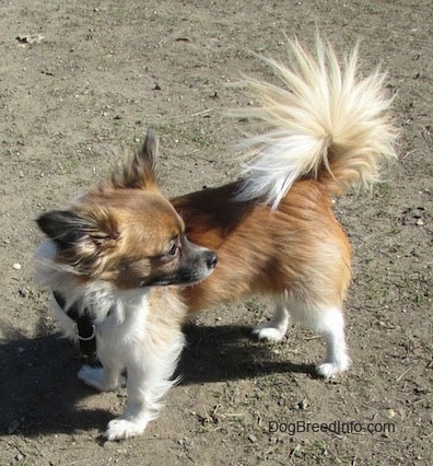 Marley the brown, black and white longhaired Chihuahua is standing on dirt and looking behind it