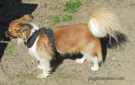 Left Profile - Marley the brown, black and white longhaired Chihuahua is standing outside on dirt