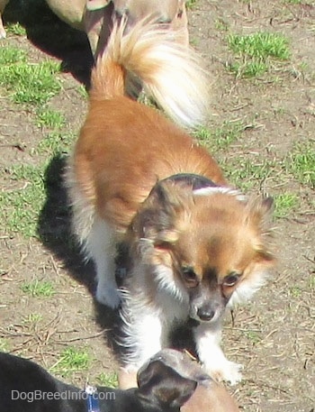 Marley the brown, black and white longhaired Chihuahua is standing in very patchy grass and looking in the face of another dog