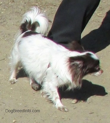 Java the dark brown and white longhaired Chihuahua is walking over a persons leg