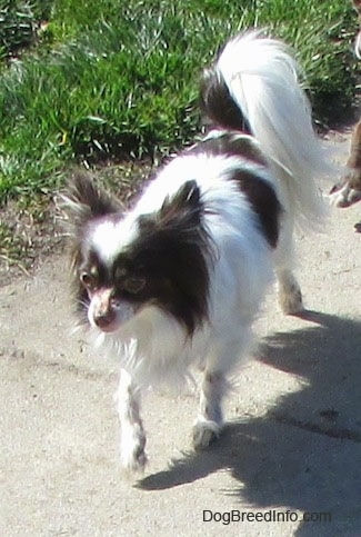 Java the brown and white longhaired Chihuahua is trotting down a street