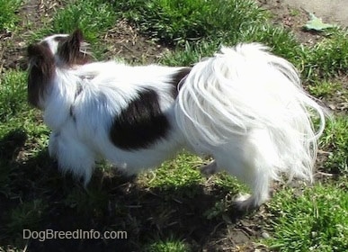 Java the dark brown and white longhaired Chihuahua is standing in grass and looking to its right