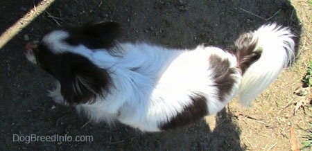 Java the dark brown and white longhaired Chihuahua is standing on dirt in the shadow of a person