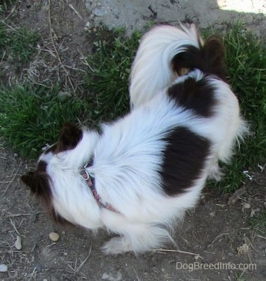 Java the dark brown and white longhaired Chihuahua is sniffing around in grass