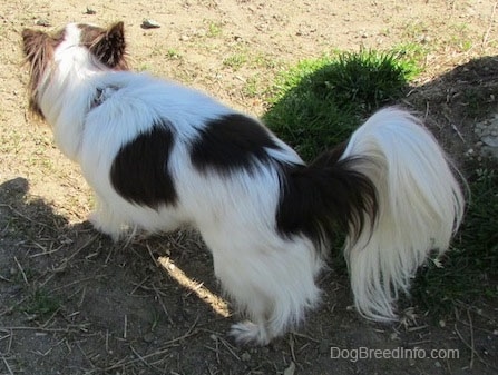 Java the dark brown and white longhaired Chihuahua is walking across dirt and standing next to a patch of grass