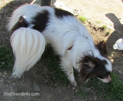 Java the dark brown and white longhaired Chihuahua is standing in a patch of grass next to a pole which he is peeing on