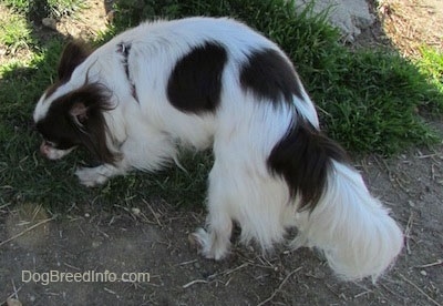 Java the dark brown and white longhaired Chihuahua is sniffing around in grass. It is standing inside of a persons shadow
