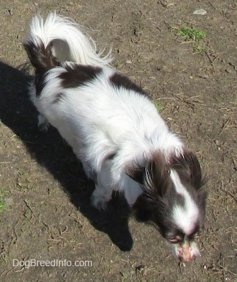 Java the dark brown and white longhaired Chihuahua is walking across a dirt path