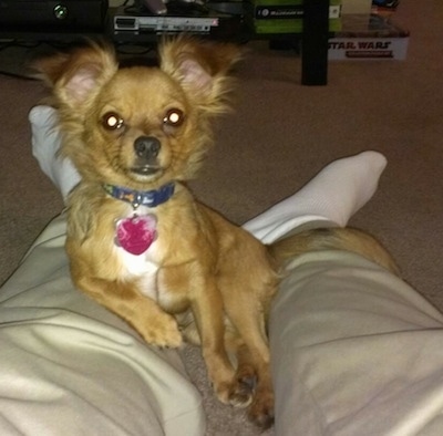 Close Up - Logan the brown long-hair Chihuahua is laying in between a persons legs. There is a Playstation 2 and a Xbox 360 in the background.