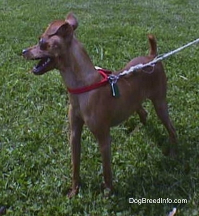 Chipin is standing outside in grass and looking to the left of its body