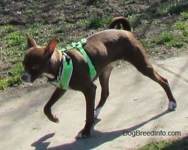 Hershey the Chipin with one paw in the air walking down a sidewalk