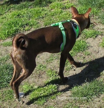 Hershey the Chipin is walking on grass with its back to the camera holder